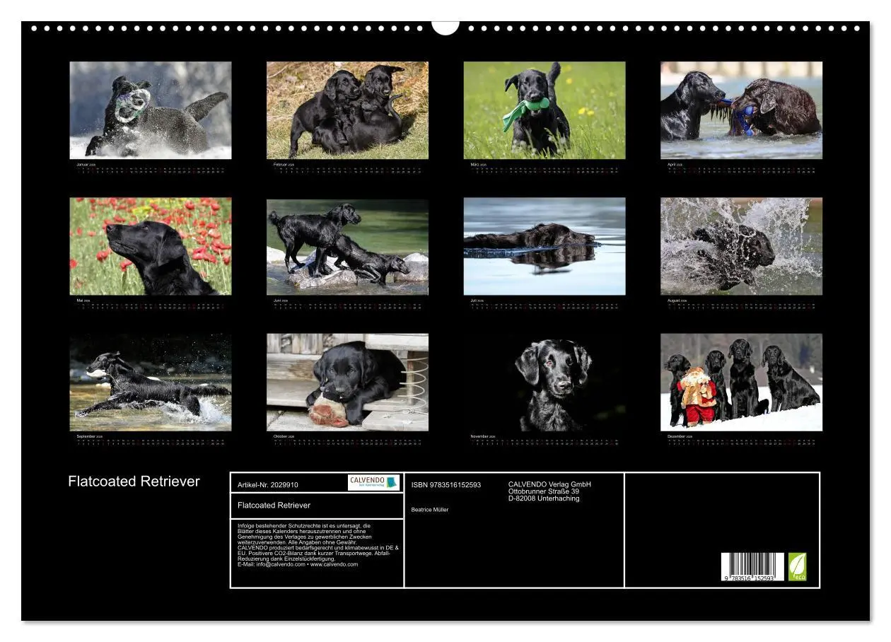 Bild: 9783516152593 | Flatcoated Retriever (Wandkalender 2026 DIN A2 quer), CALVENDO...