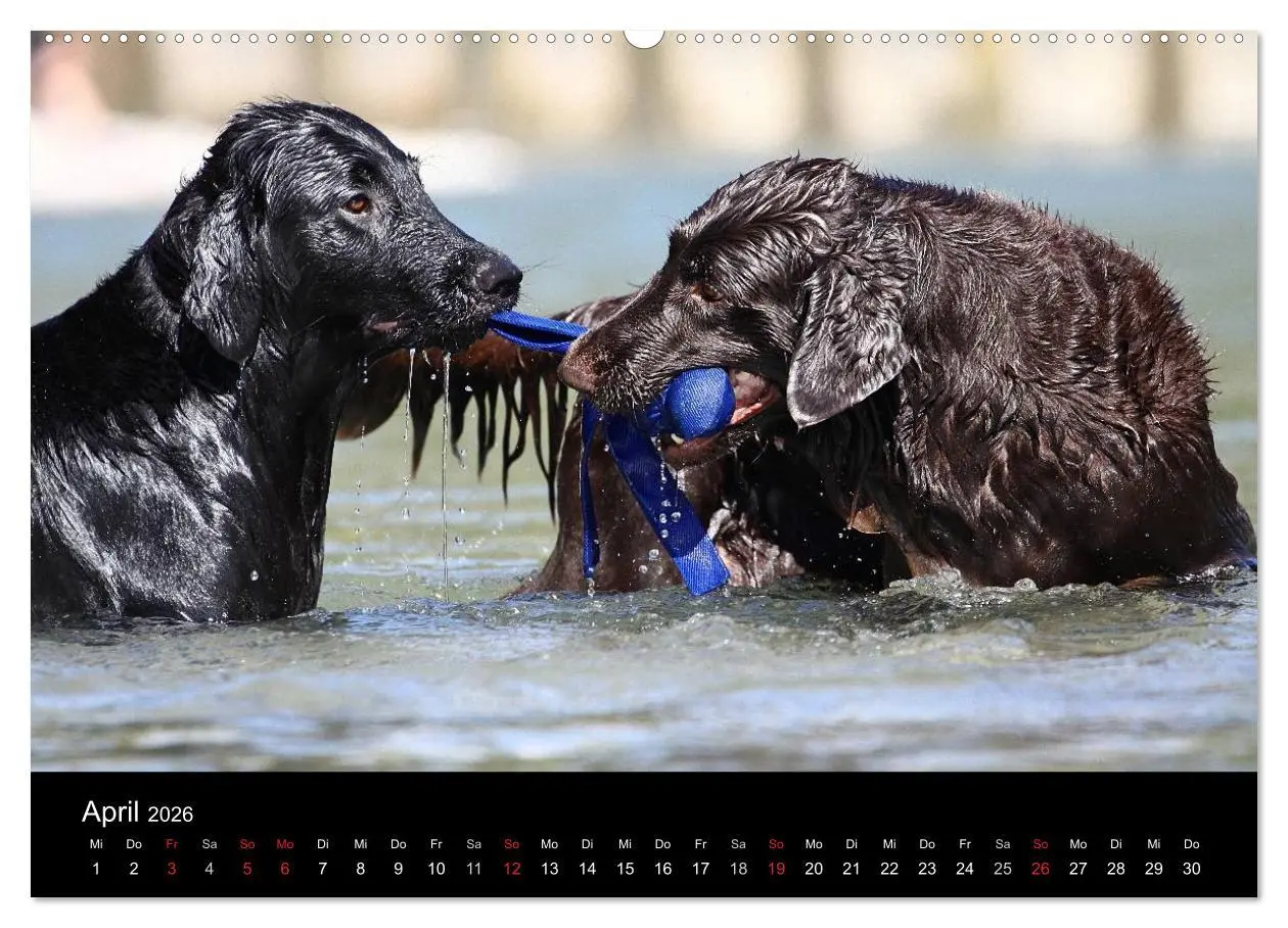 Bild: 9783516152593 | Flatcoated Retriever (Wandkalender 2026 DIN A2 quer), CALVENDO...