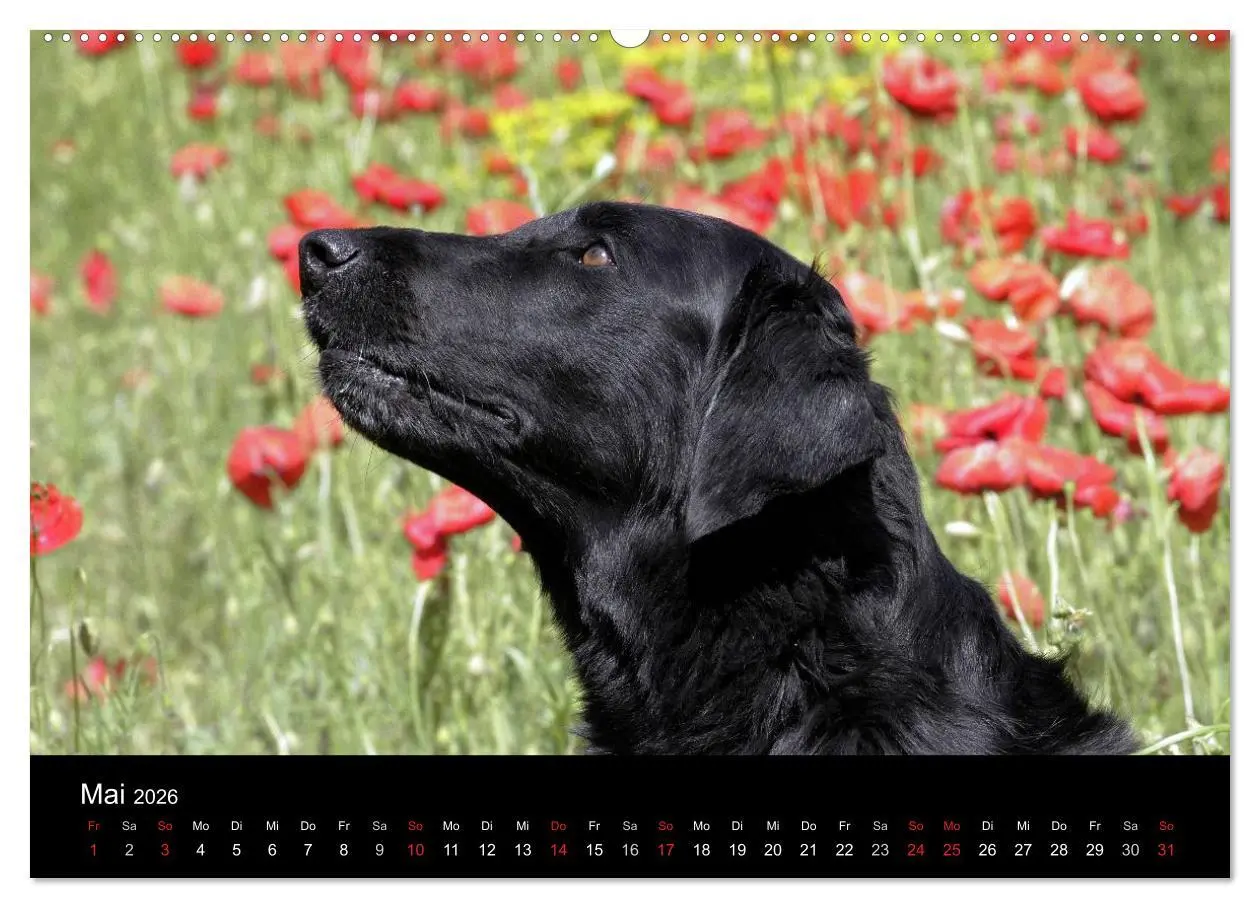Bild: 9783516152593 | Flatcoated Retriever (Wandkalender 2026 DIN A2 quer), CALVENDO...