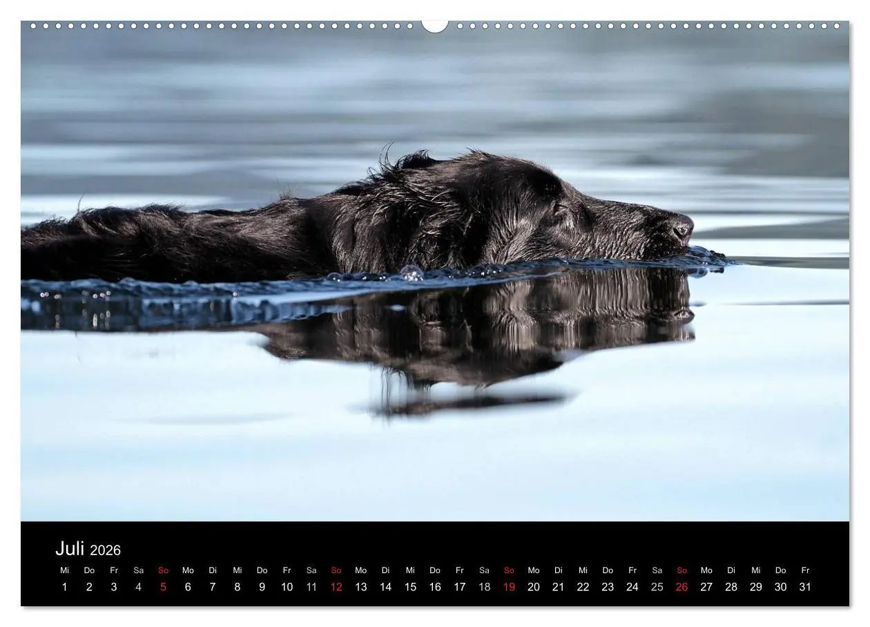 Bild: 9783516152593 | Flatcoated Retriever (Wandkalender 2026 DIN A2 quer), CALVENDO...