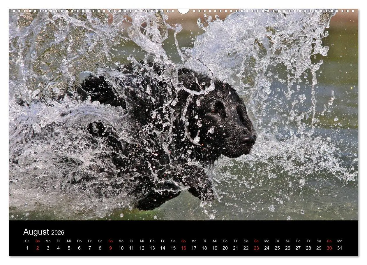 Bild: 9783516152593 | Flatcoated Retriever (Wandkalender 2026 DIN A2 quer), CALVENDO...