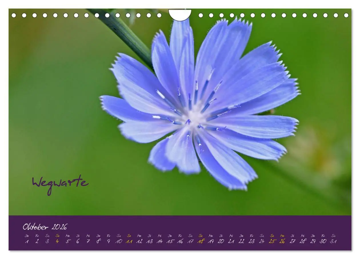 Bild: 9783516132793 | Heilkräuterkalender (Wandkalender 2026 DIN A4 quer), CALVENDO...