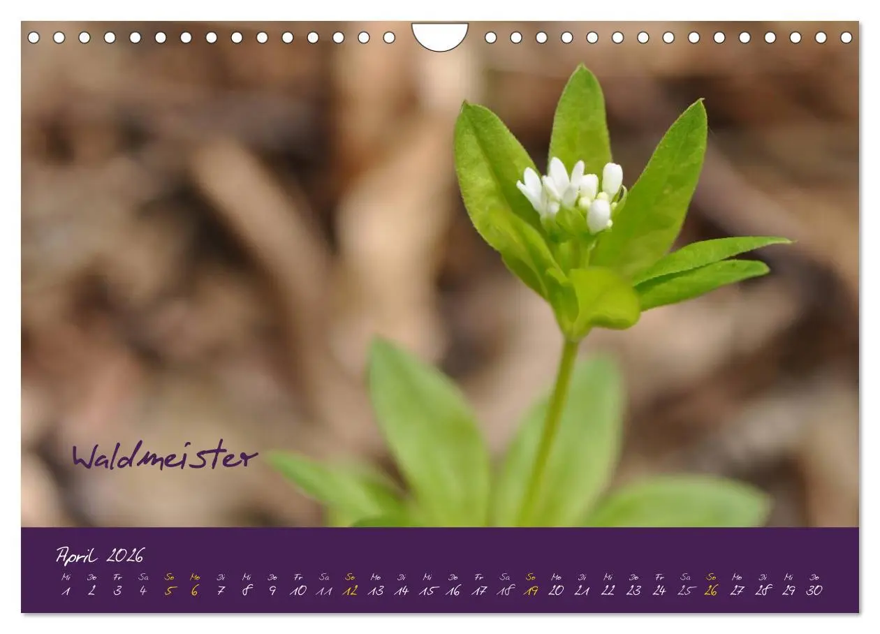 Bild: 9783516132793 | Heilkräuterkalender (Wandkalender 2026 DIN A4 quer), CALVENDO...
