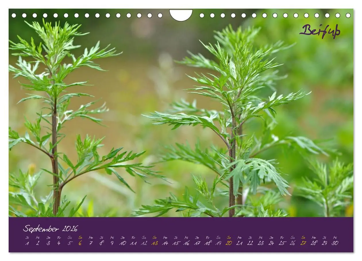 Bild: 9783516132793 | Heilkräuterkalender (Wandkalender 2026 DIN A4 quer), CALVENDO...
