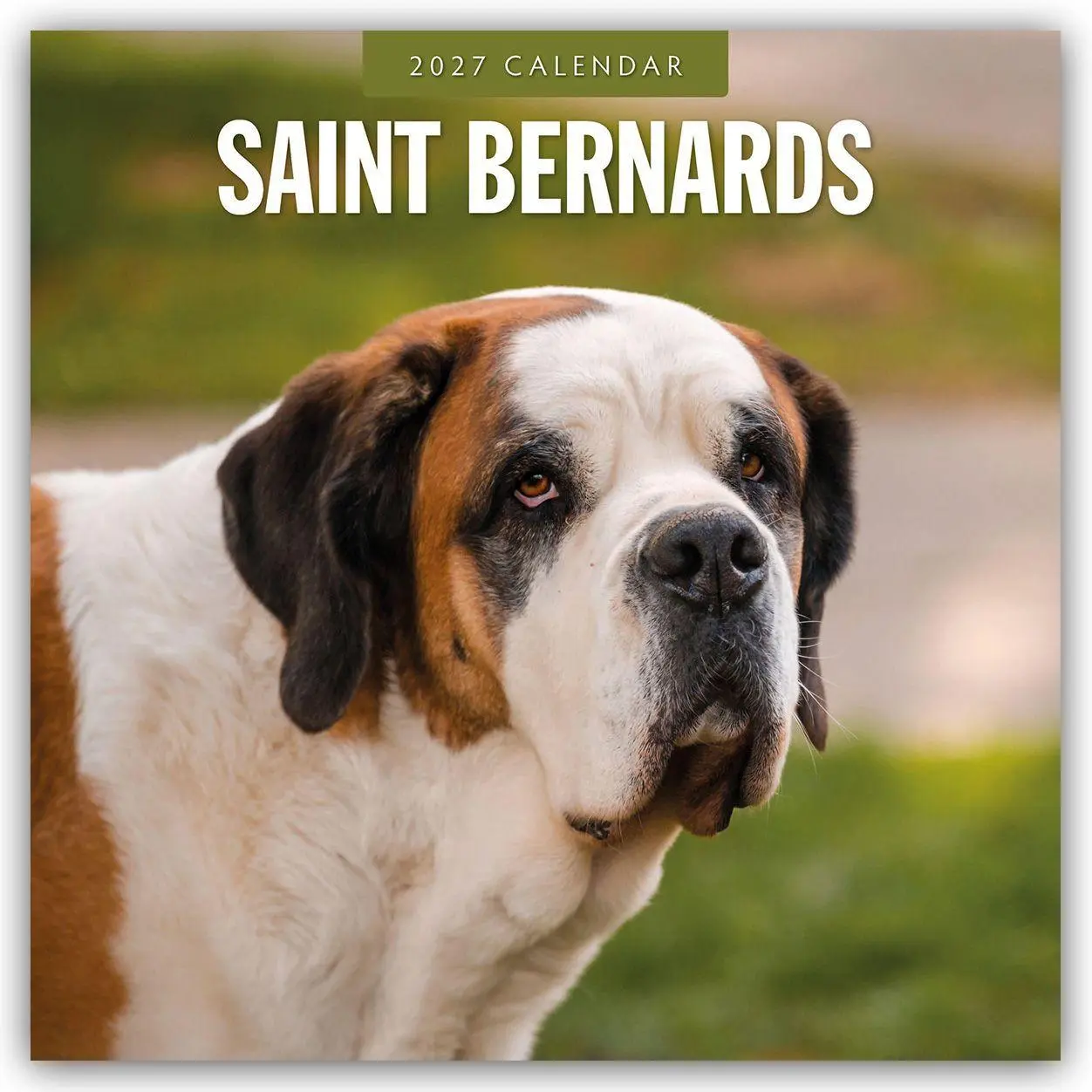 Cover: 9781837012893 | Saint Bernards - Bernhardiner 2027 - 16-Monatskalender | Robin Red
