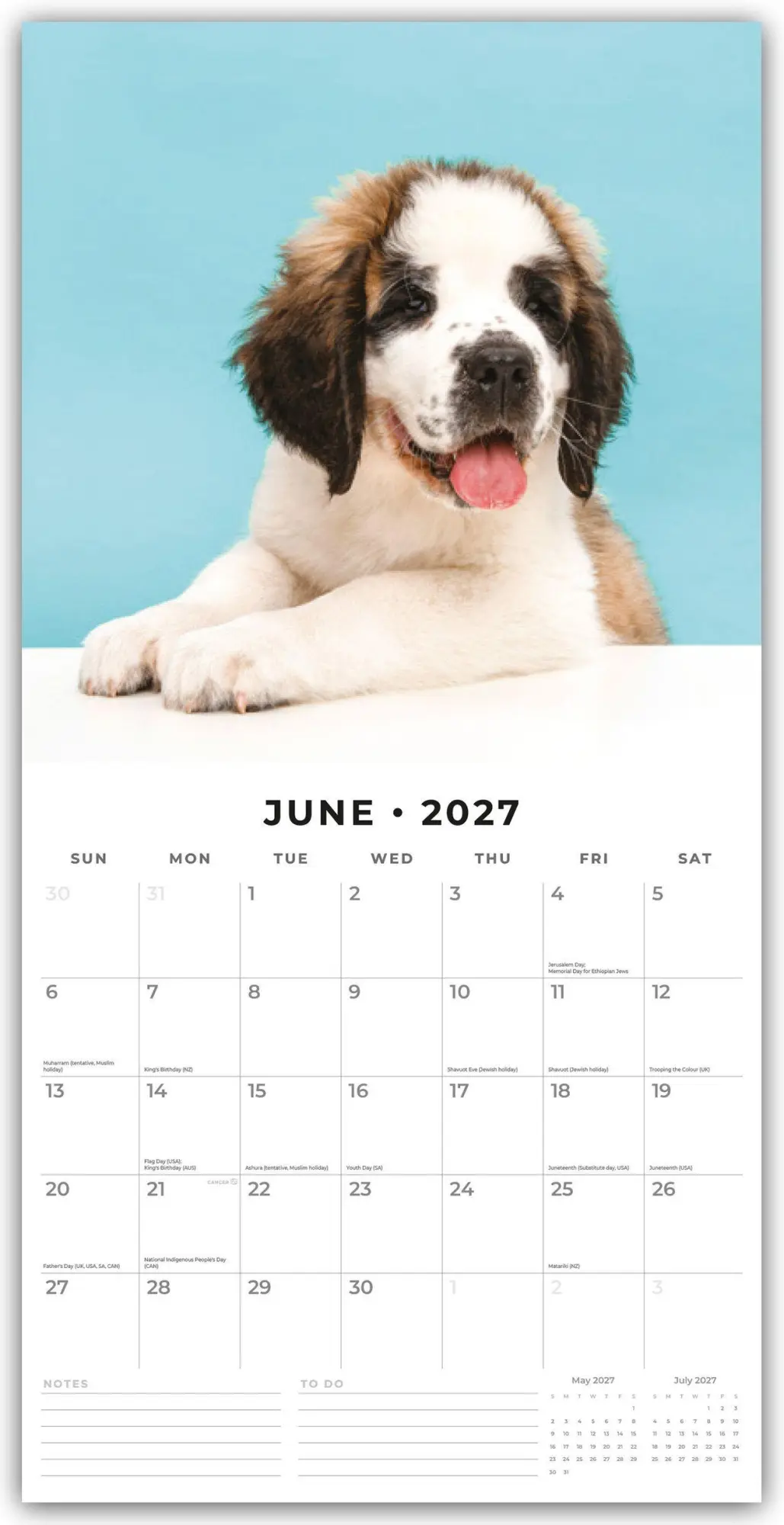 Bild: 9781837012893 | Saint Bernards - Bernhardiner 2027 - 16-Monatskalender | Robin Red