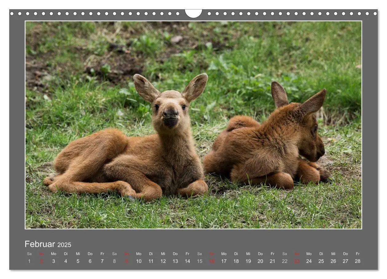 Bild: 9783435562893 | Tierbabys 2025 (Wandkalender 2025 DIN A3 quer), CALVENDO...