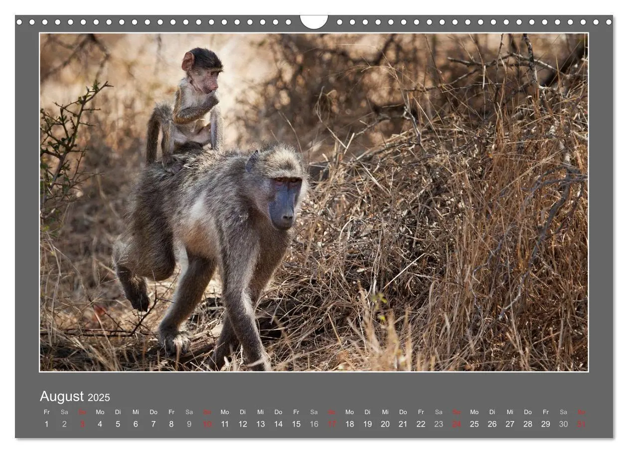 Bild: 9783435562893 | Tierbabys 2025 (Wandkalender 2025 DIN A3 quer), CALVENDO...
