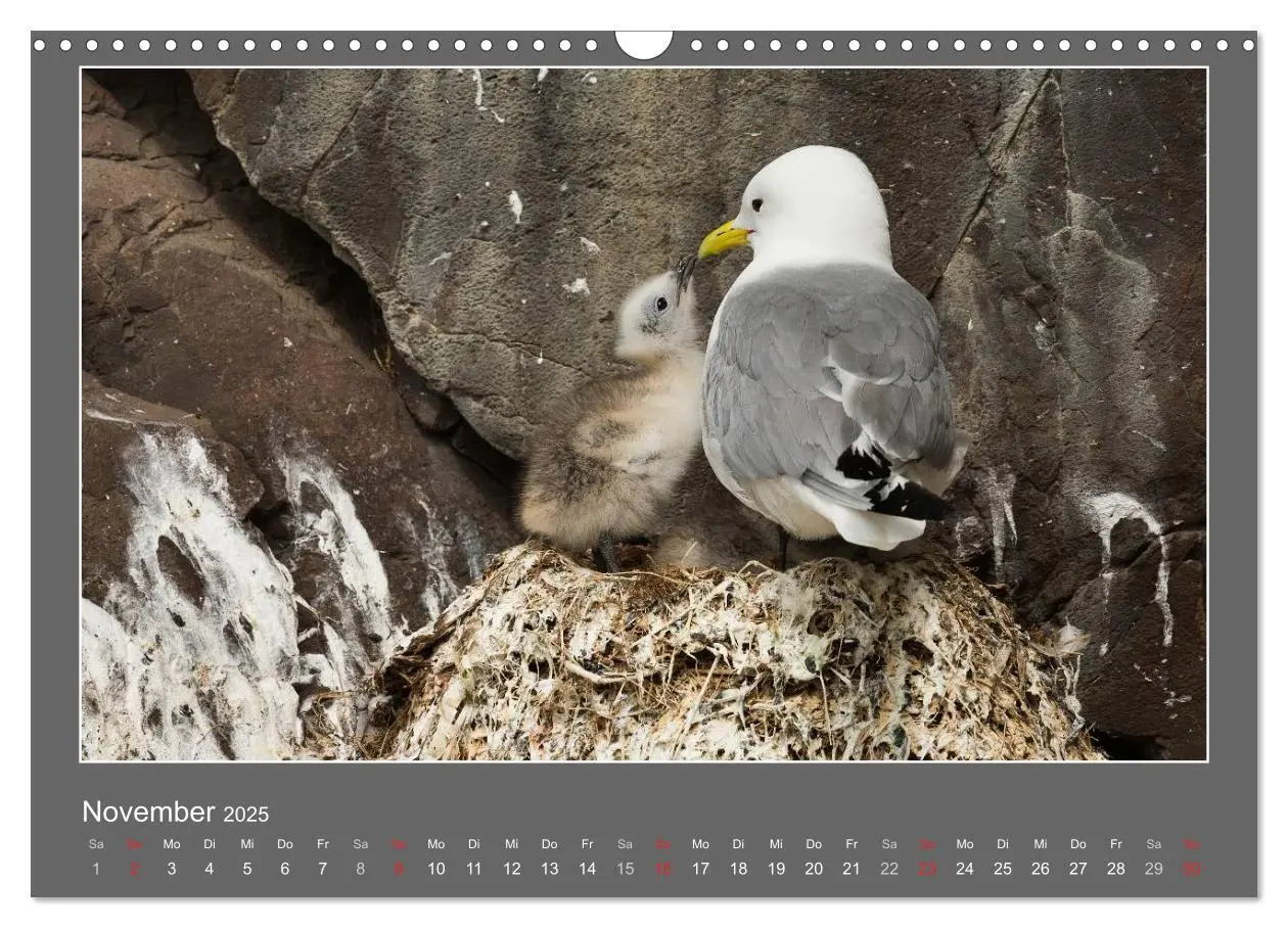 Bild: 9783435562893 | Tierbabys 2025 (Wandkalender 2025 DIN A3 quer), CALVENDO...