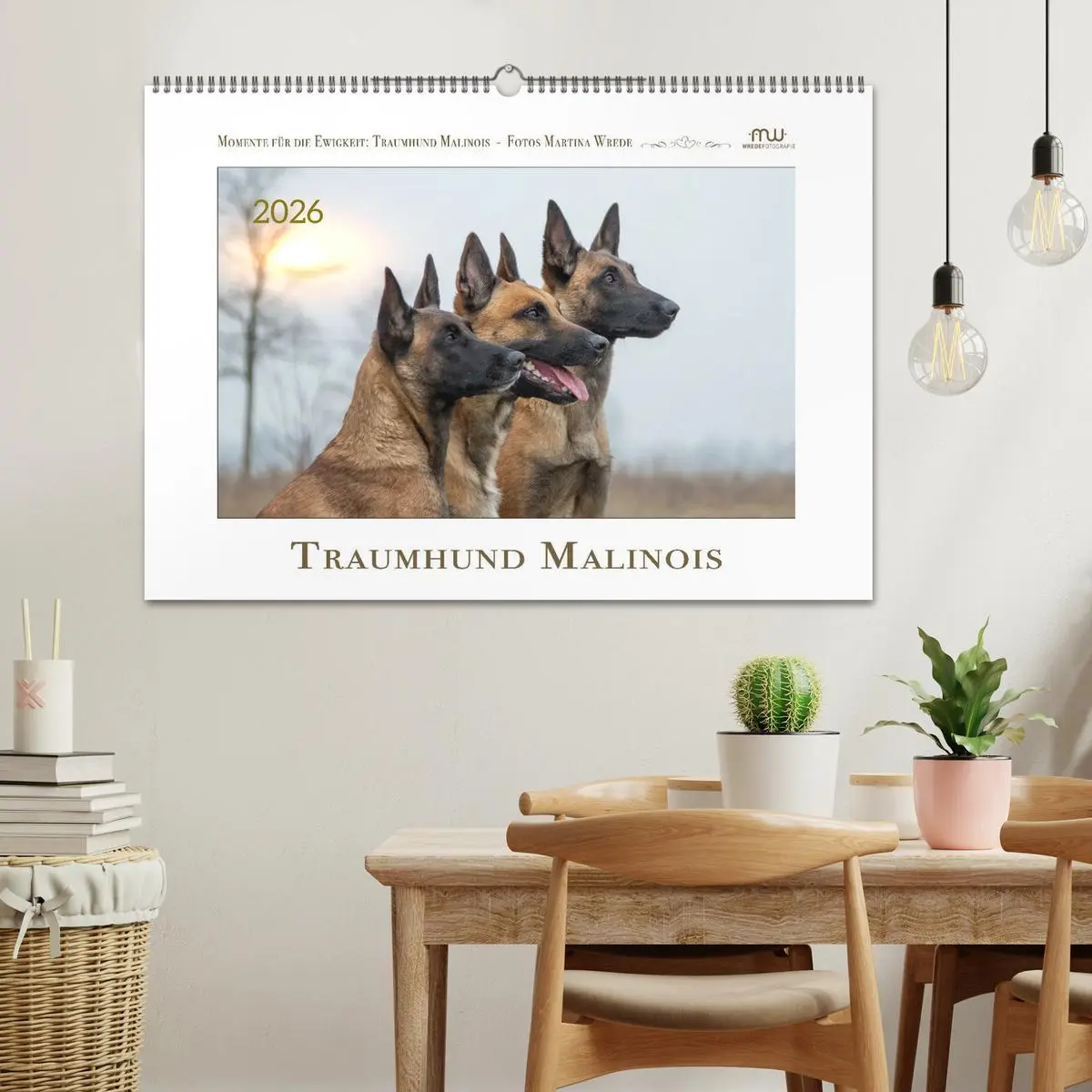 Bild: 9783457262993 | Traumhund Malinois (Wandkalender 2026 DIN A2 quer), CALVENDO...