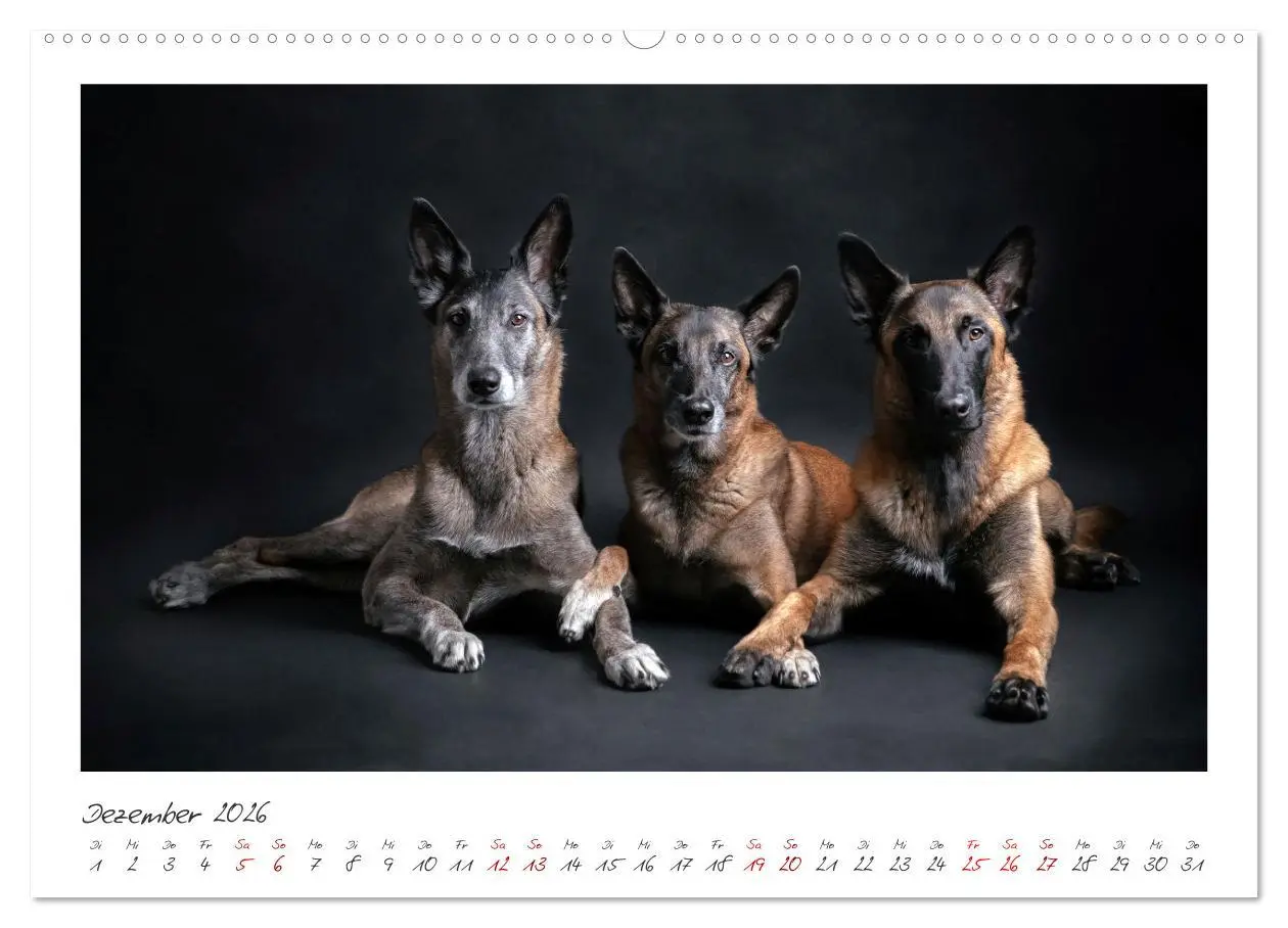 Bild: 9783457262993 | Traumhund Malinois (Wandkalender 2026 DIN A2 quer), CALVENDO...