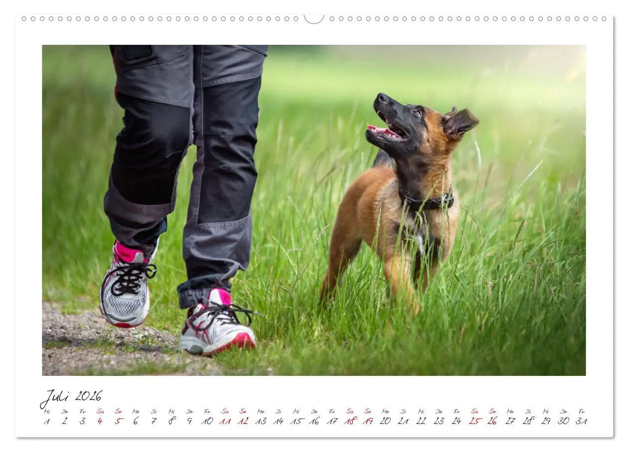 Bild: 9783457262993 | Traumhund Malinois (Wandkalender 2026 DIN A2 quer), CALVENDO...