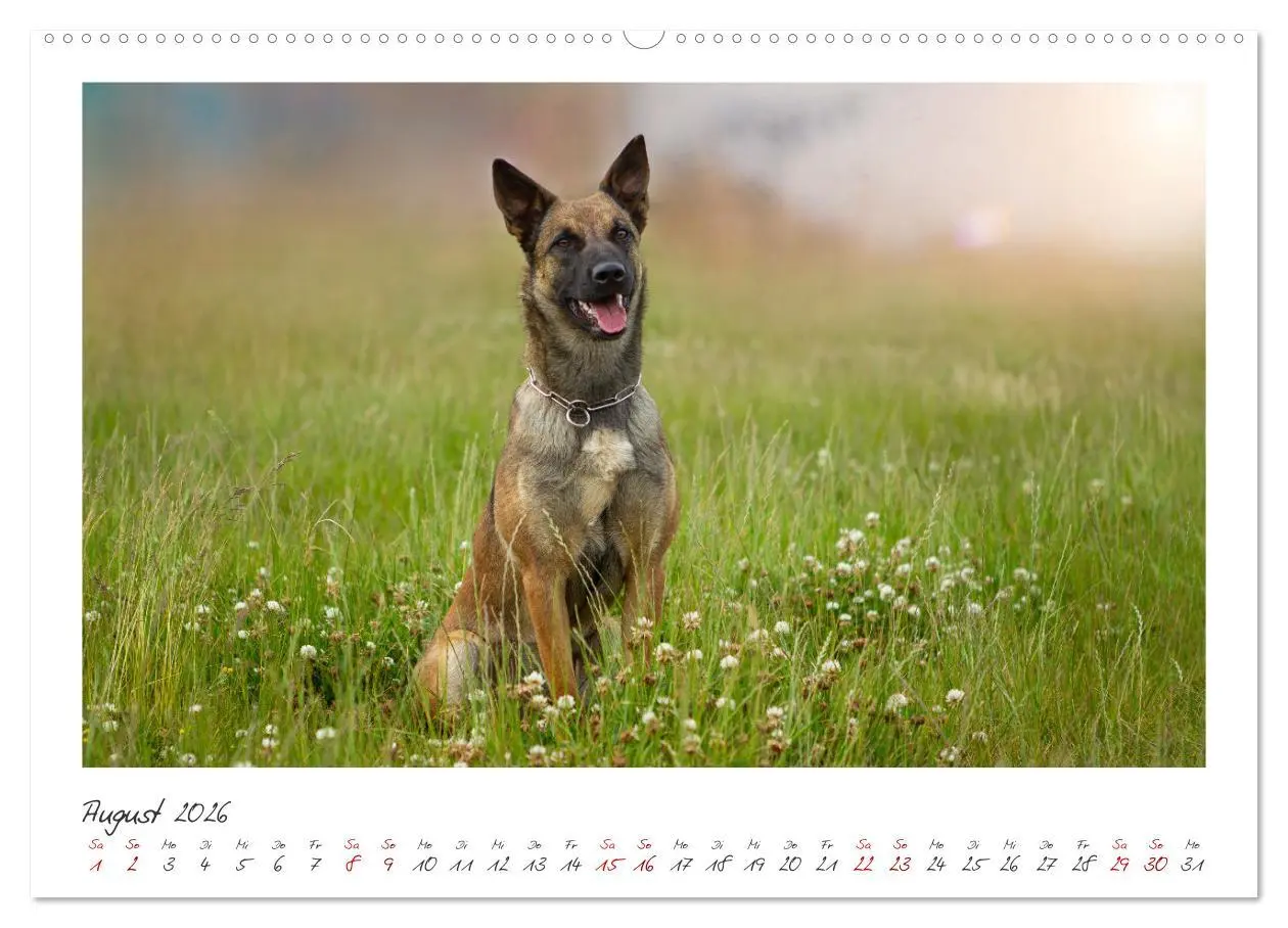 Bild: 9783457262993 | Traumhund Malinois (Wandkalender 2026 DIN A2 quer), CALVENDO...