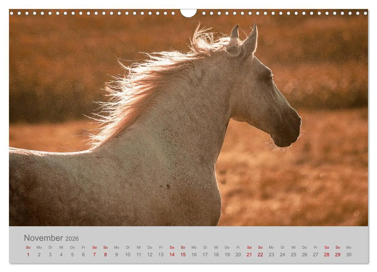 Bild: 9783457882993 | Pferde - Anmut, Eleganz, Magie (Wandkalender 2026 DIN A3 quer),...