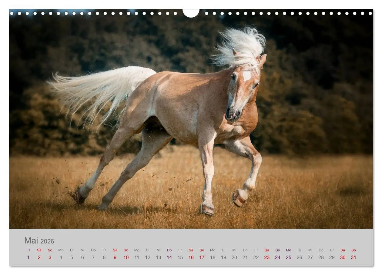 Bild: 9783457882993 | Pferde - Anmut, Eleganz, Magie (Wandkalender 2026 DIN A3 quer),...