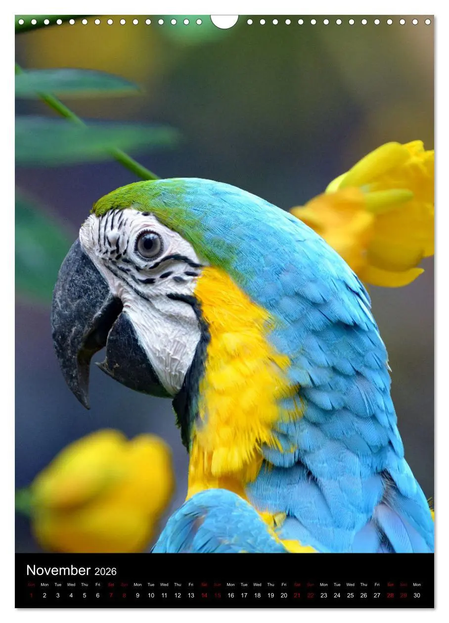 Bild: 9783516553093 | Fascinating parrots from all over the world (Wall Calendar 2026 DIN...