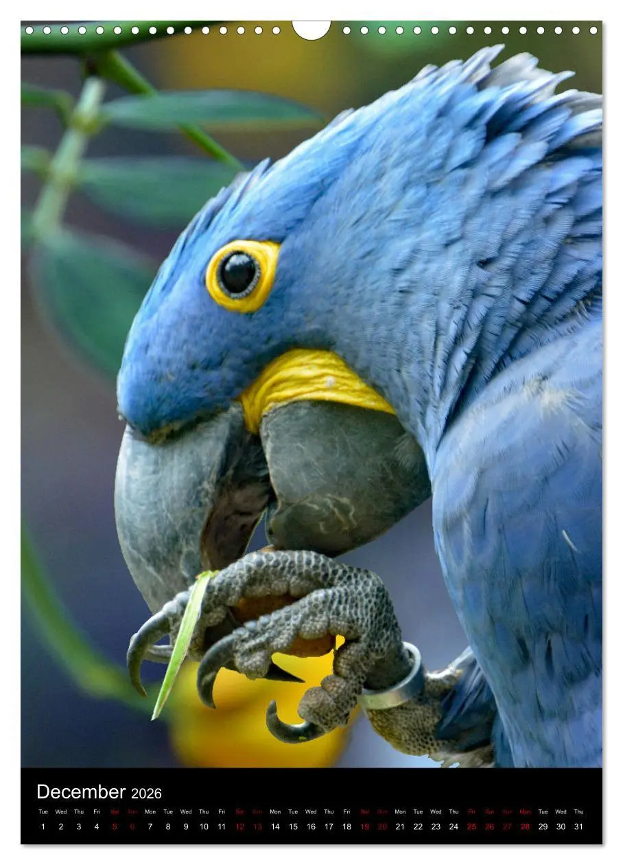 Bild: 9783516553093 | Fascinating parrots from all over the world (Wall Calendar 2026 DIN...