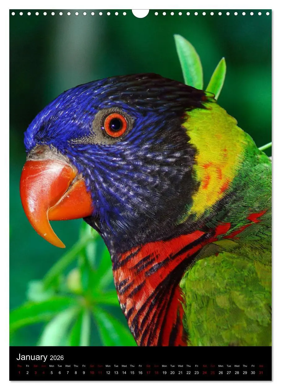 Bild: 9783516553093 | Fascinating parrots from all over the world (Wall Calendar 2026 DIN...