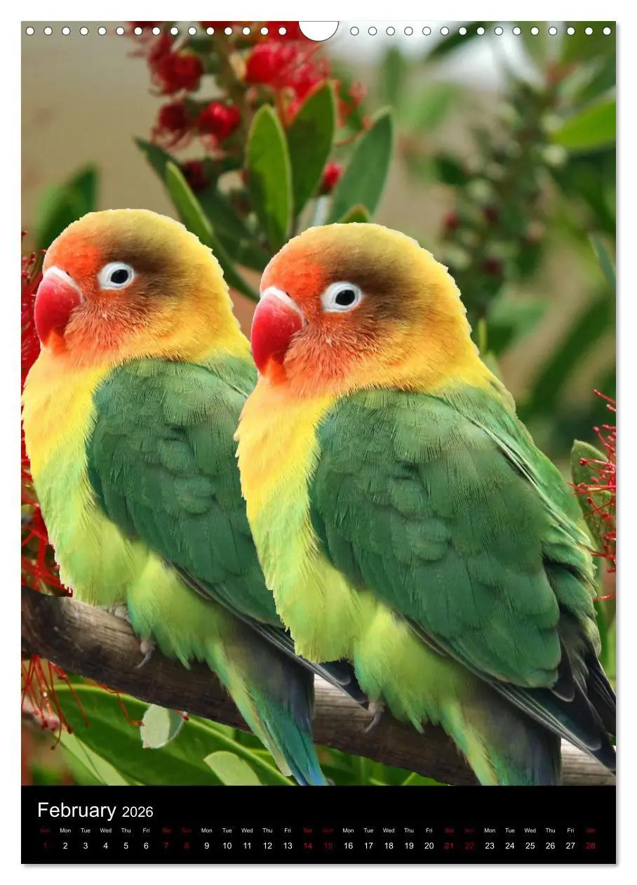 Bild: 9783516553093 | Fascinating parrots from all over the world (Wall Calendar 2026 DIN...