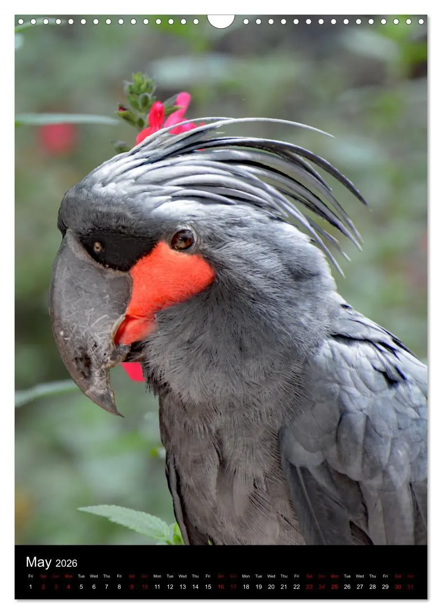 Bild: 9783516553093 | Fascinating parrots from all over the world (Wall Calendar 2026 DIN...