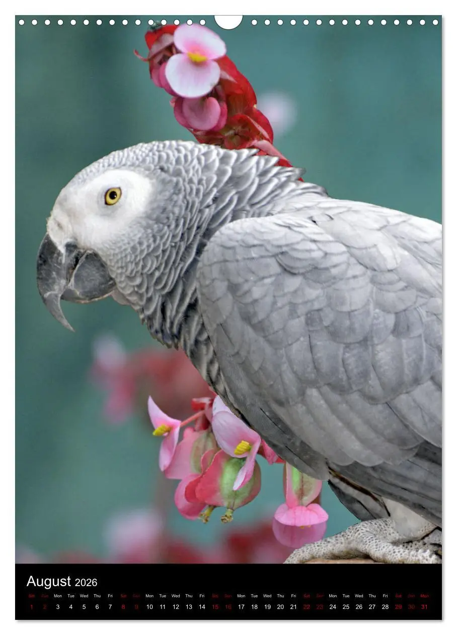 Bild: 9783516553093 | Fascinating parrots from all over the world (Wall Calendar 2026 DIN...