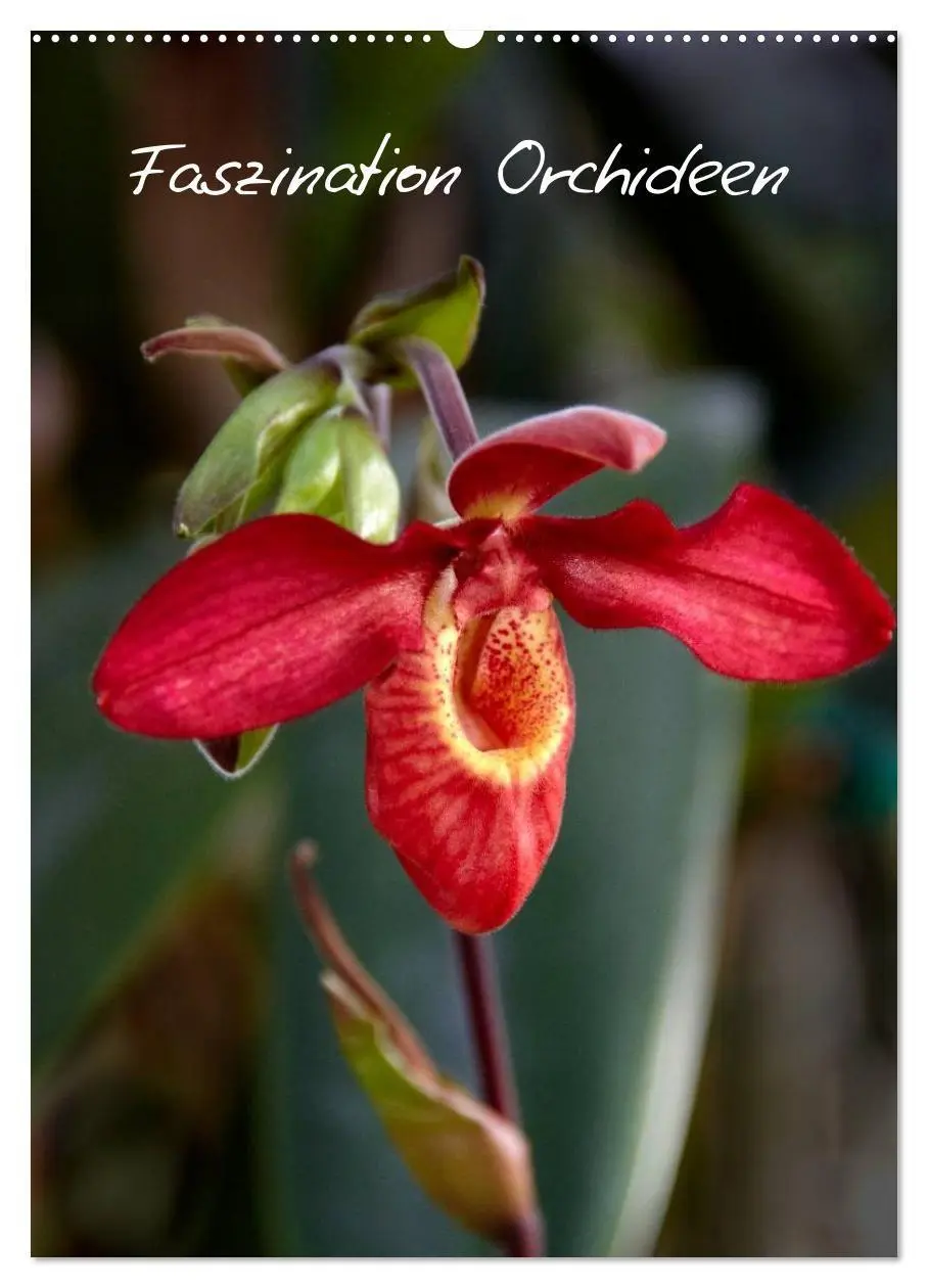 Cover: 9783594223093 | Faszination Orchideen (Wandkalender 2027 DIN A2 hoch), CALVENDO...