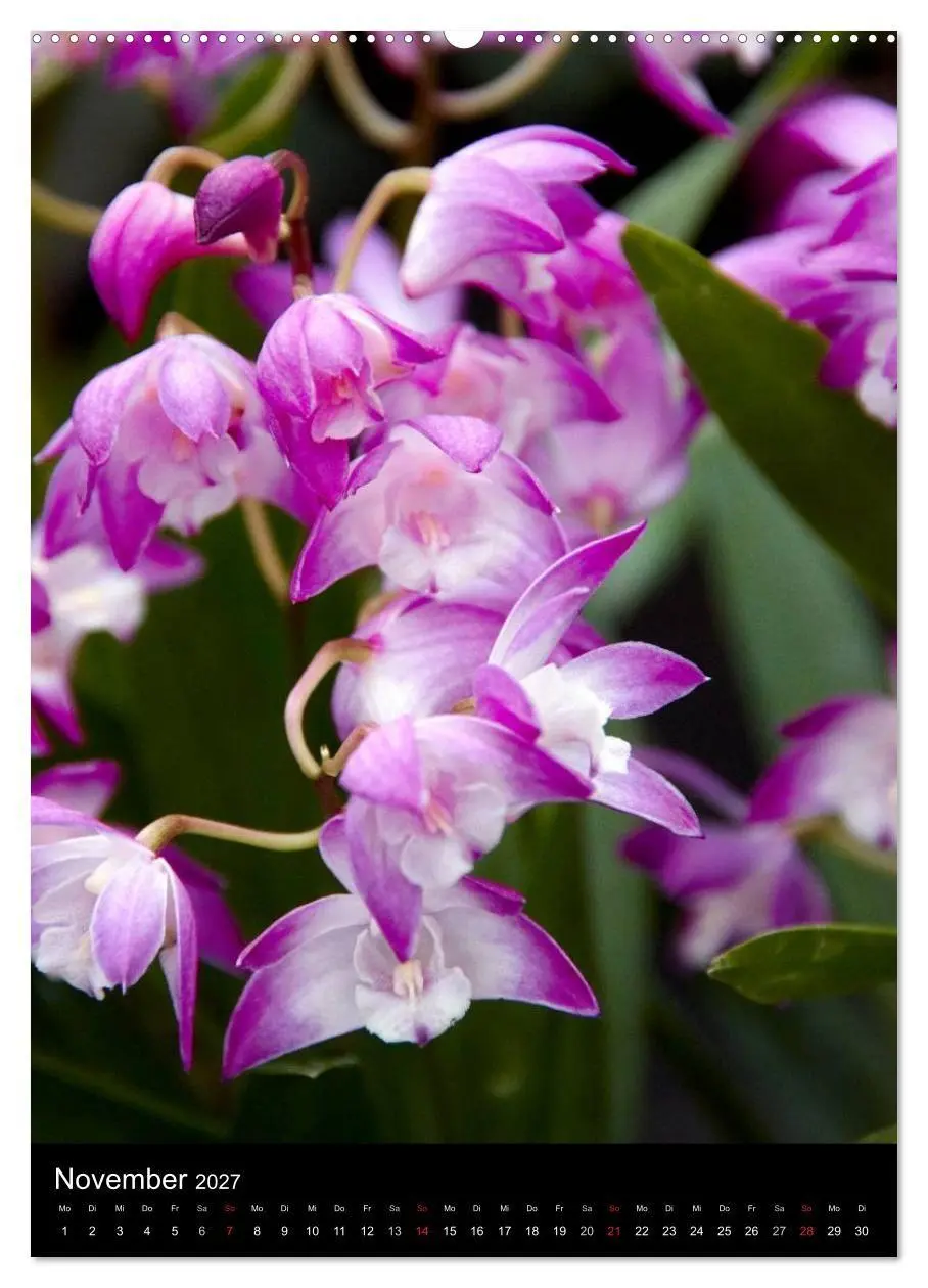Bild: 9783594223093 | Faszination Orchideen (Wandkalender 2027 DIN A2 hoch), CALVENDO...