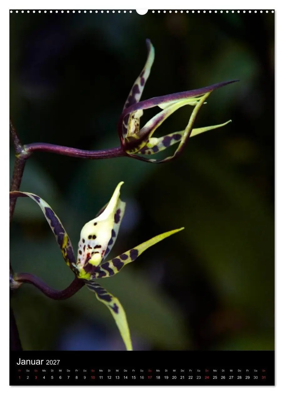 Bild: 9783594223093 | Faszination Orchideen (Wandkalender 2027 DIN A2 hoch), CALVENDO...