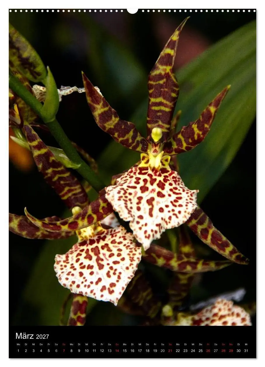 Bild: 9783594223093 | Faszination Orchideen (Wandkalender 2027 DIN A2 hoch), CALVENDO...