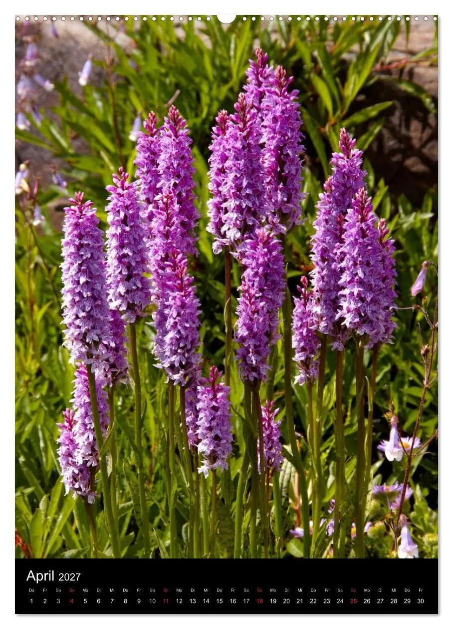 Bild: 9783594223093 | Faszination Orchideen (Wandkalender 2027 DIN A2 hoch), CALVENDO...