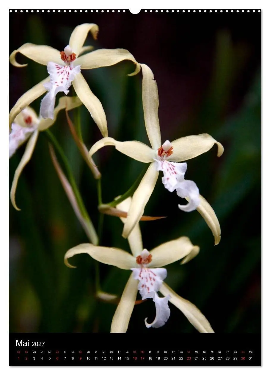 Bild: 9783594223093 | Faszination Orchideen (Wandkalender 2027 DIN A2 hoch), CALVENDO...