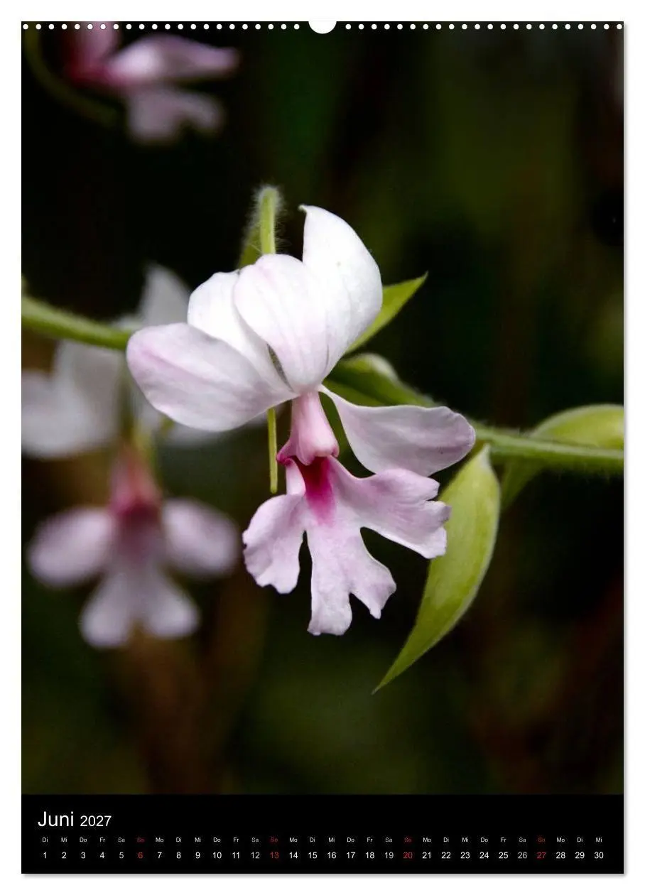 Bild: 9783594223093 | Faszination Orchideen (Wandkalender 2027 DIN A2 hoch), CALVENDO...