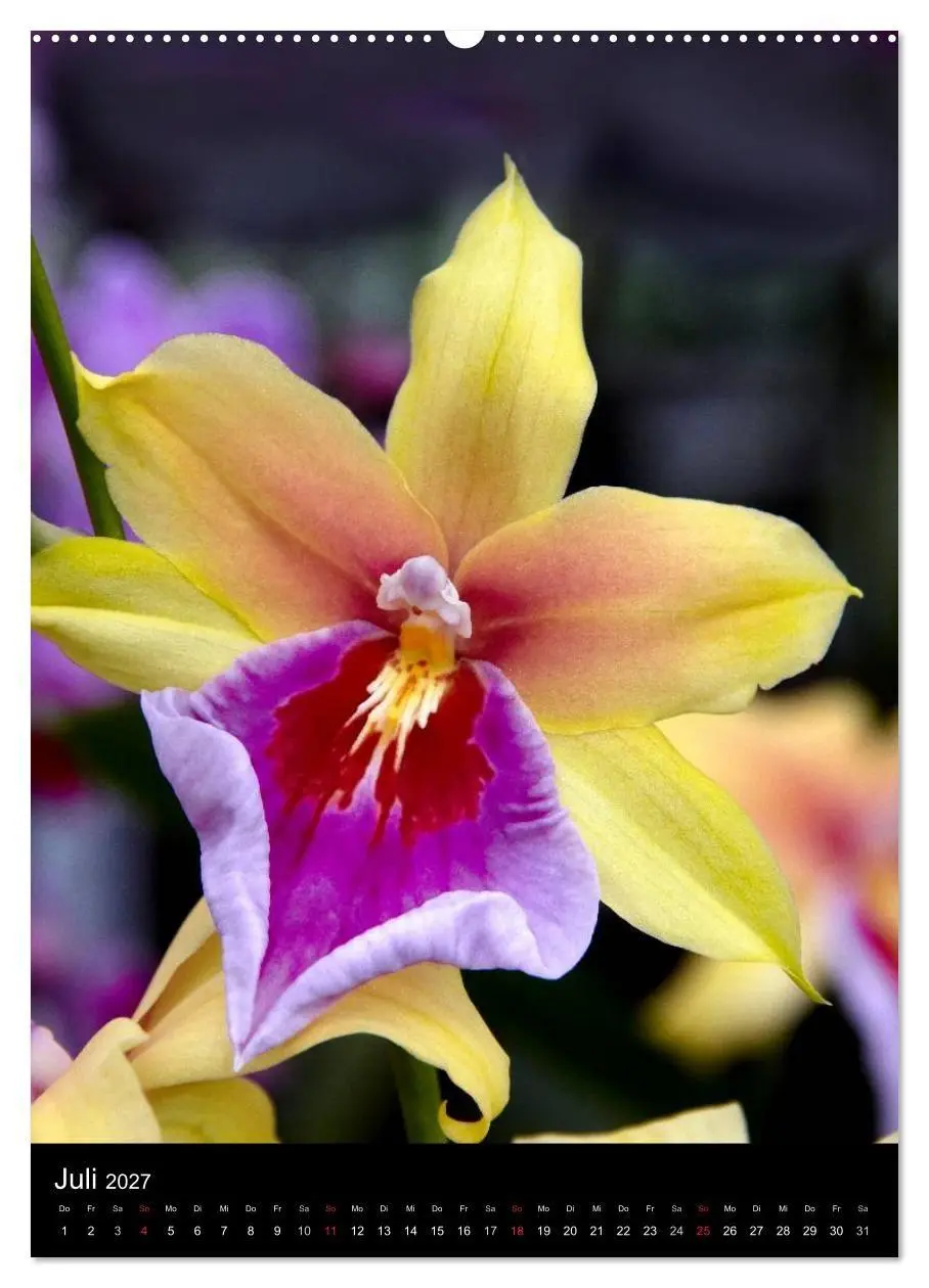 Bild: 9783594223093 | Faszination Orchideen (Wandkalender 2027 DIN A2 hoch), CALVENDO...