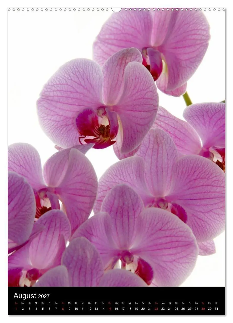 Bild: 9783594223093 | Faszination Orchideen (Wandkalender 2027 DIN A2 hoch), CALVENDO...