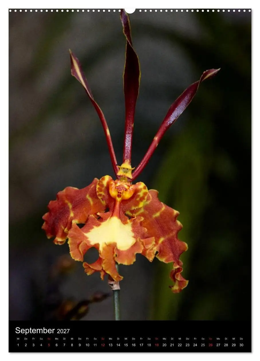 Bild: 9783594223093 | Faszination Orchideen (Wandkalender 2027 DIN A2 hoch), CALVENDO...
