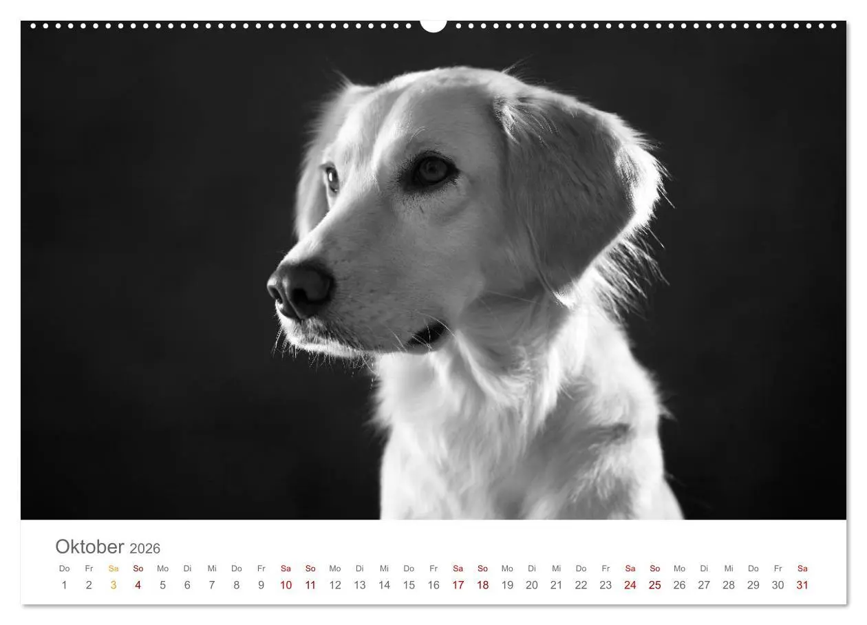 Bild: 9783457763193 | Hundeportraits Fine Art (hochwertiger Premium Wandkalender 2026 DIN...