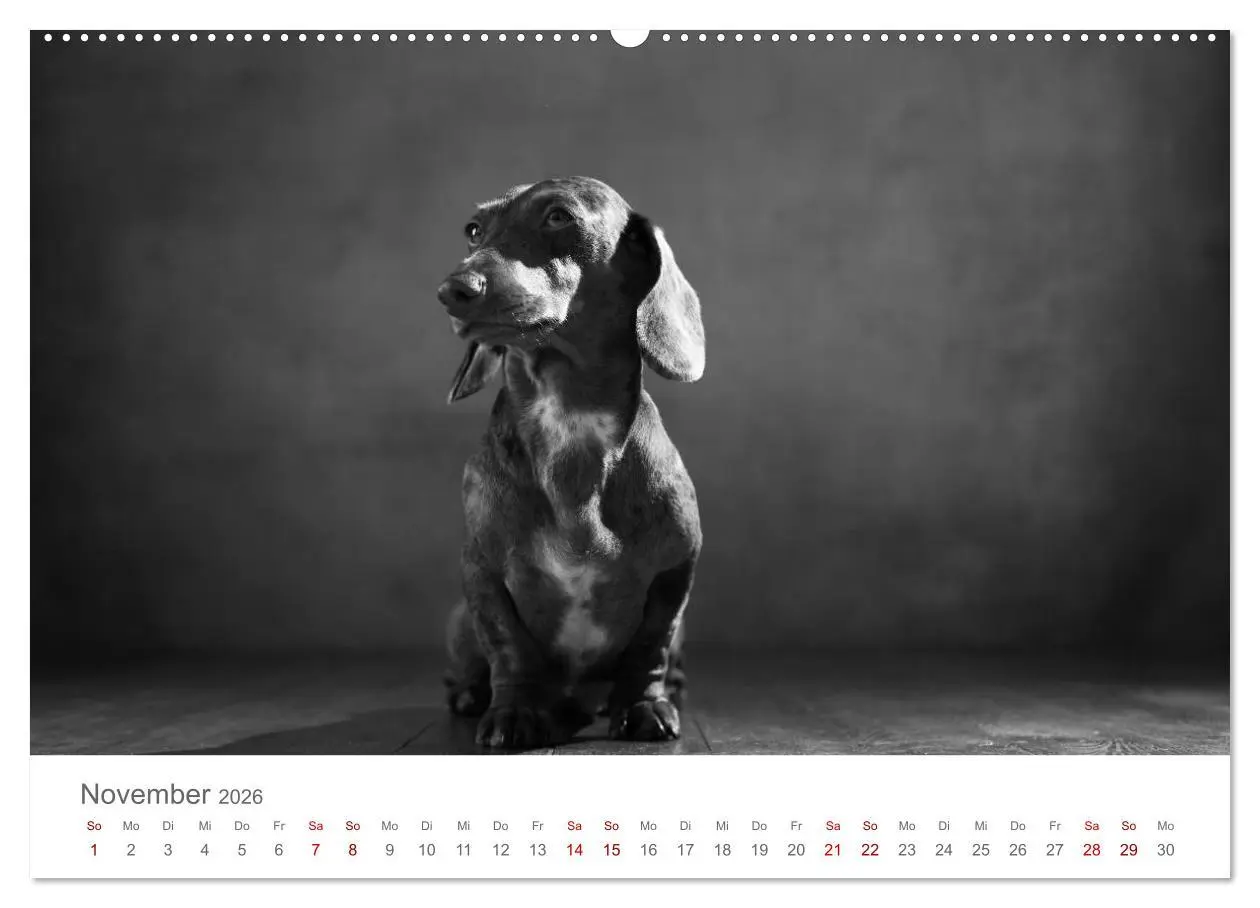 Bild: 9783457763193 | Hundeportraits Fine Art (hochwertiger Premium Wandkalender 2026 DIN...