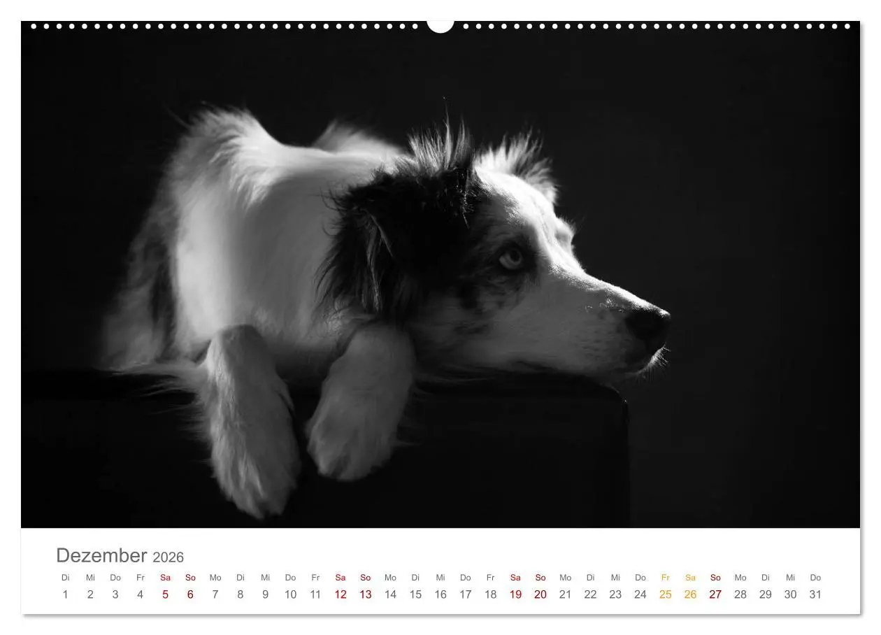 Bild: 9783457763193 | Hundeportraits Fine Art (hochwertiger Premium Wandkalender 2026 DIN...