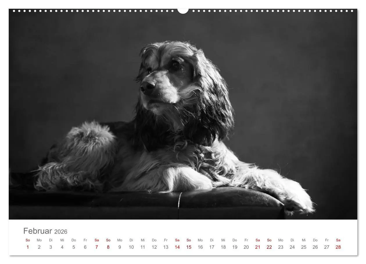 Bild: 9783457763193 | Hundeportraits Fine Art (hochwertiger Premium Wandkalender 2026 DIN...