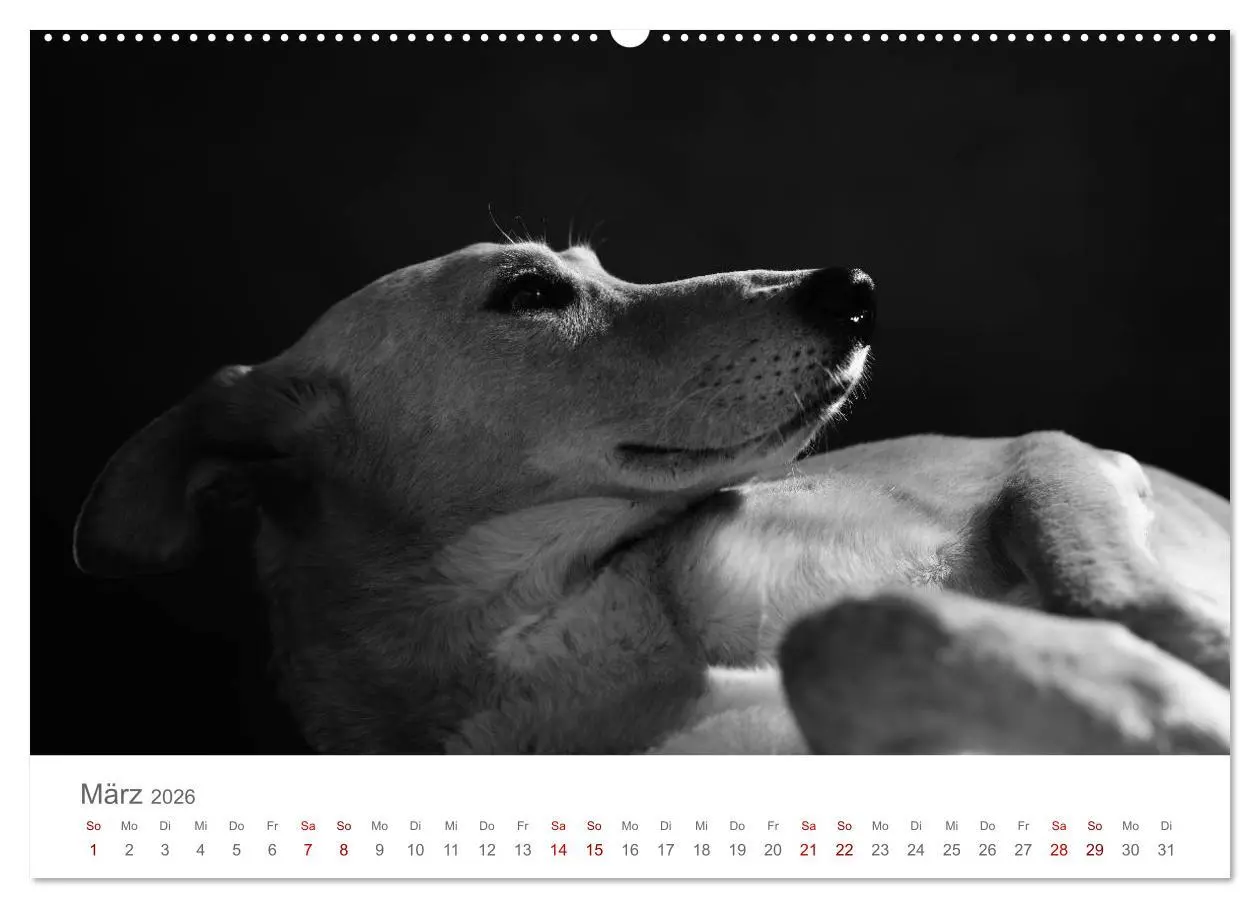 Bild: 9783457763193 | Hundeportraits Fine Art (hochwertiger Premium Wandkalender 2026 DIN...