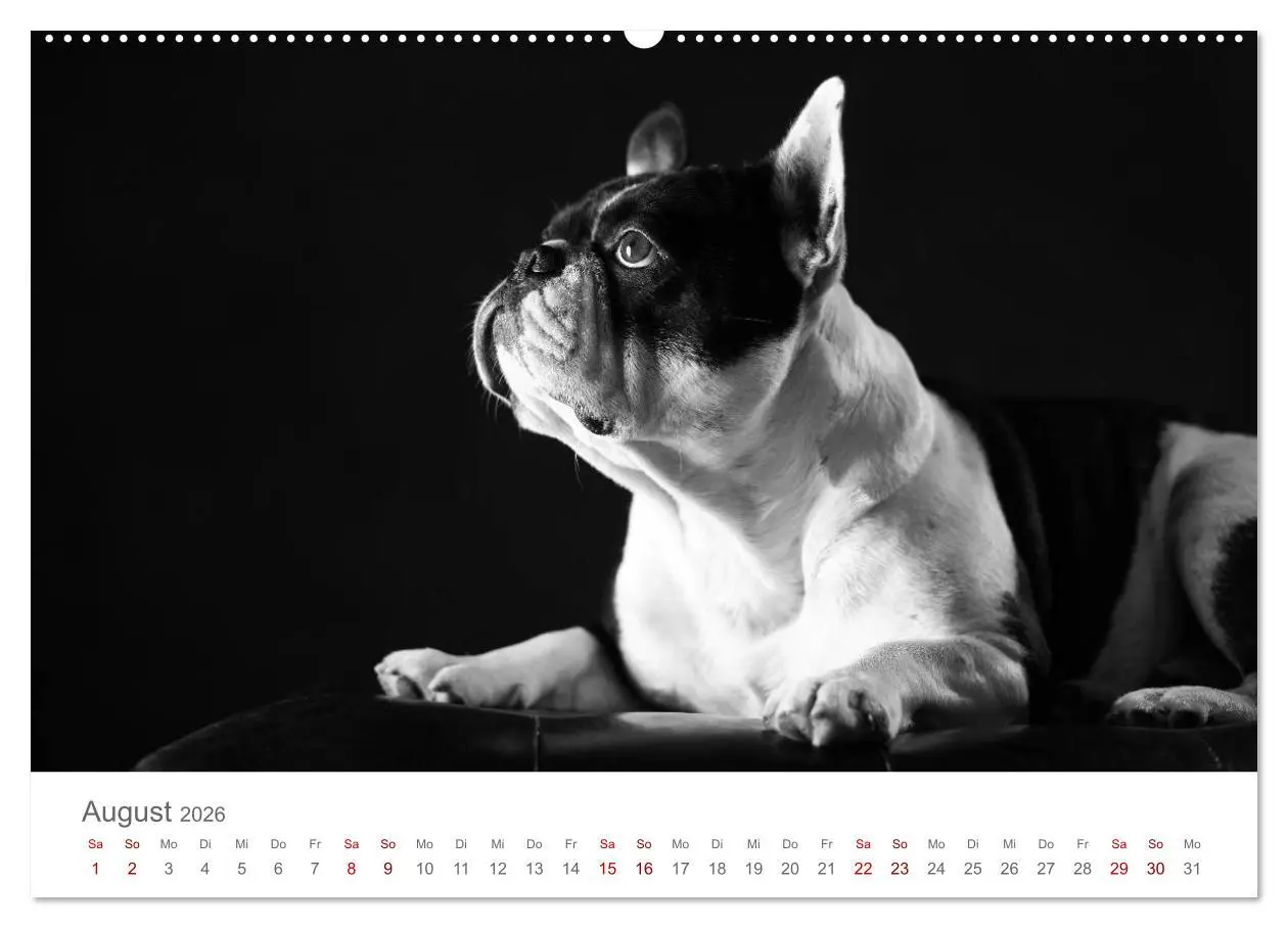 Bild: 9783457763193 | Hundeportraits Fine Art (hochwertiger Premium Wandkalender 2026 DIN...