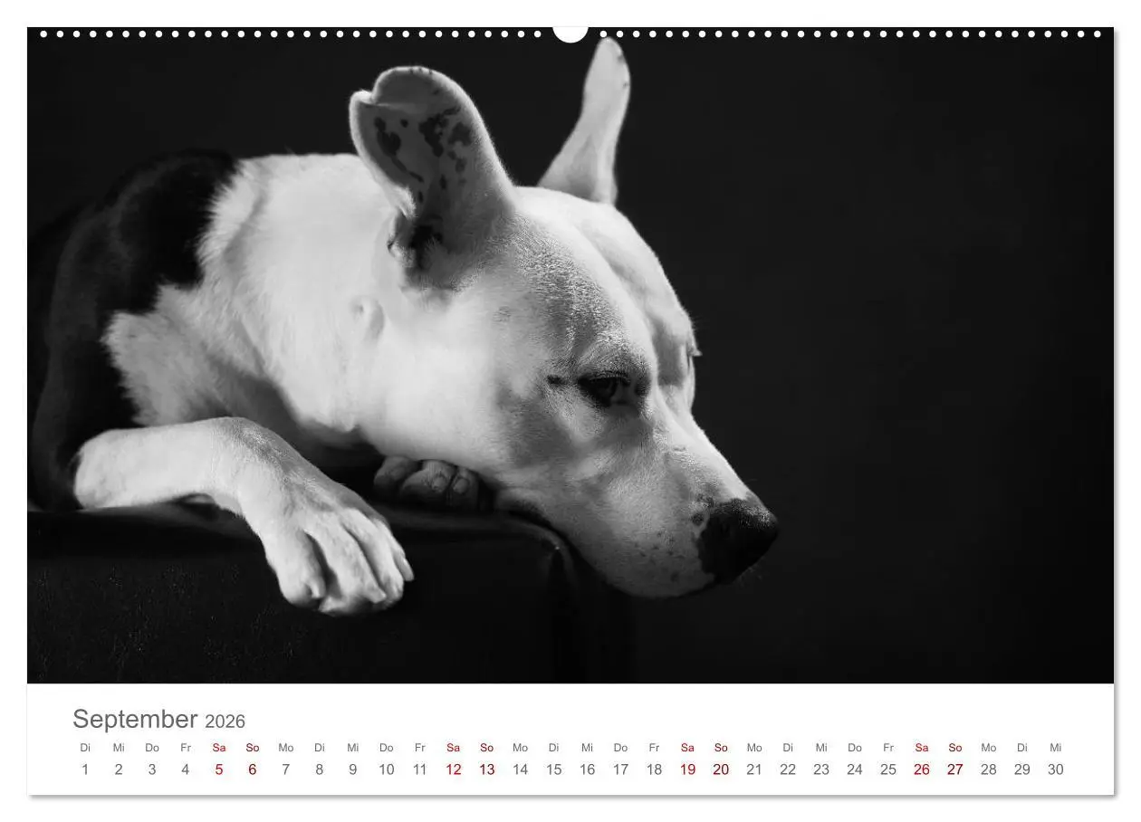 Bild: 9783457763193 | Hundeportraits Fine Art (hochwertiger Premium Wandkalender 2026 DIN...