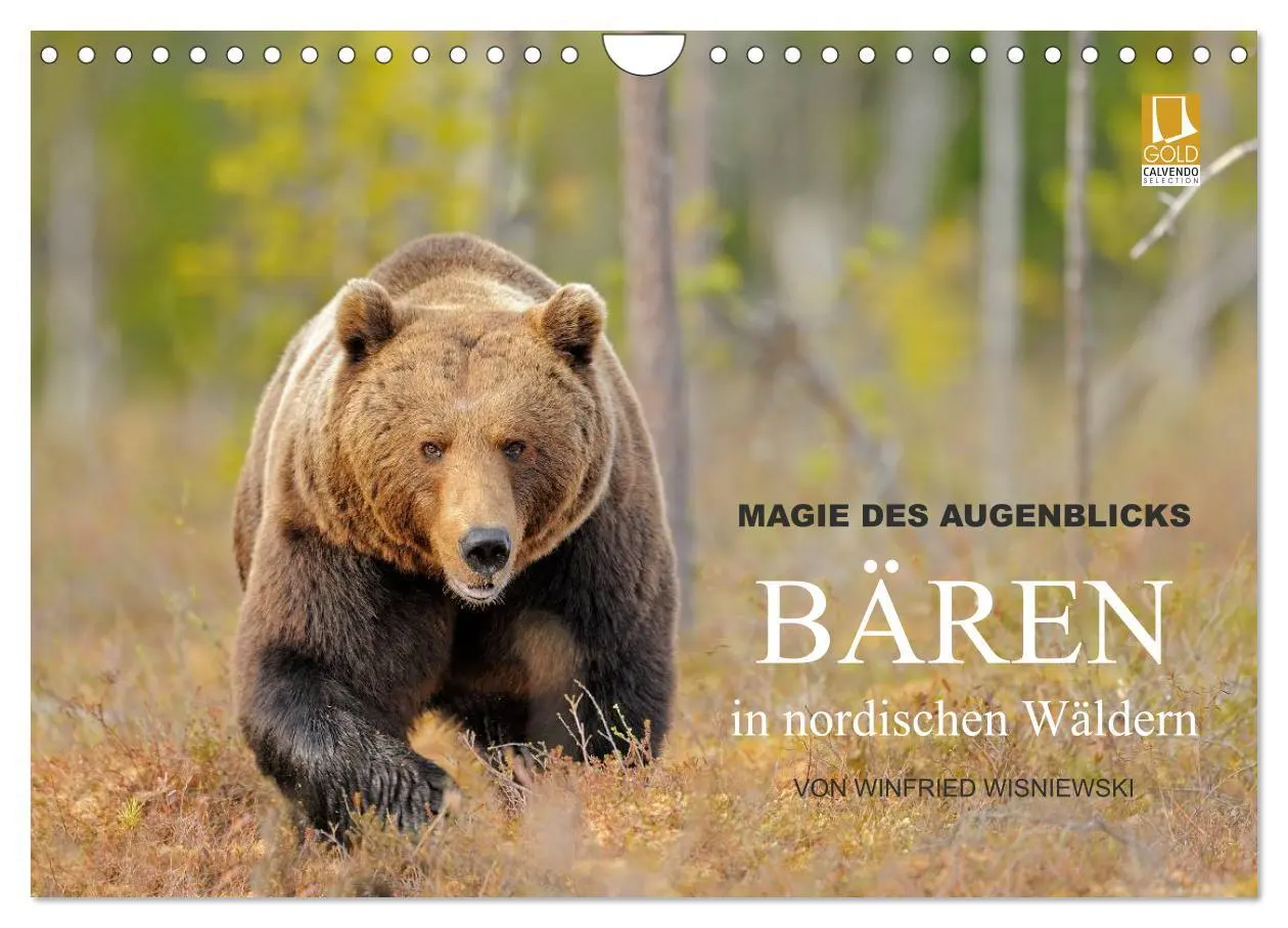 Cover: 9783516163193 | Magie des Augenblicks - Bären in nordischen Wäldern (Wandkalender...