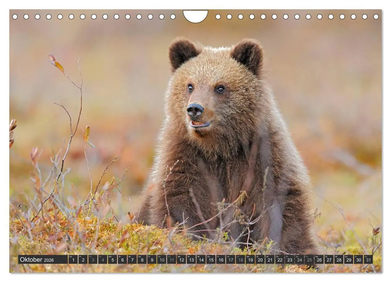 Bild: 9783516163193 | Magie des Augenblicks - Bären in nordischen Wäldern (Wandkalender...