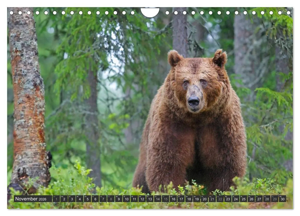 Bild: 9783516163193 | Magie des Augenblicks - Bären in nordischen Wäldern (Wandkalender...