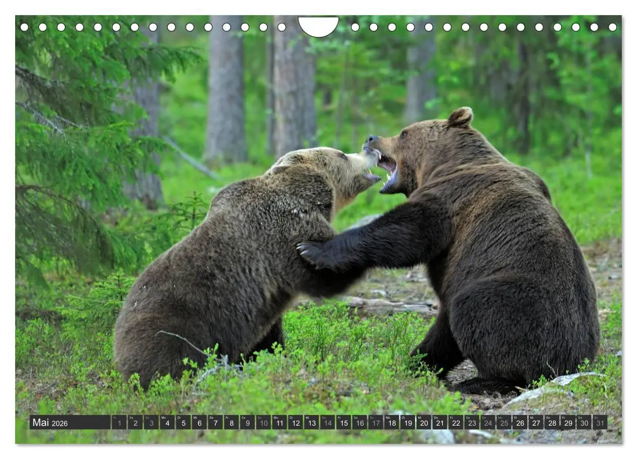 Bild: 9783516163193 | Magie des Augenblicks - Bären in nordischen Wäldern (Wandkalender...