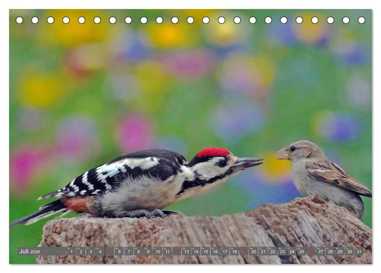 Bild: 9783457683293 | Zauberhafte Schwalm (Tischkalender 2026 DIN A5 quer), CALVENDO...