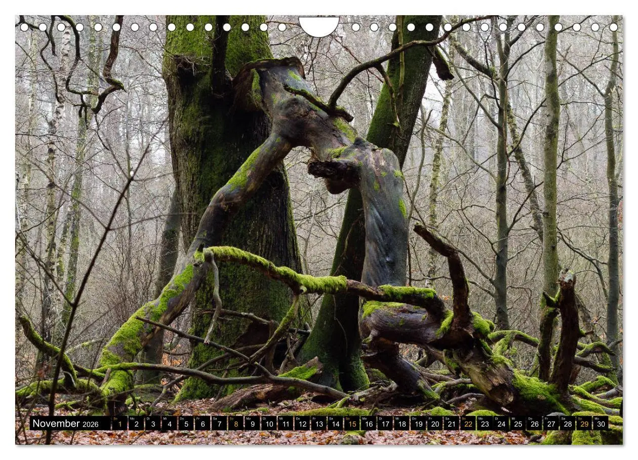 Bild: 9783457743393 | Magische Waldwesen (Wandkalender 2026 DIN A4 quer), CALVENDO...