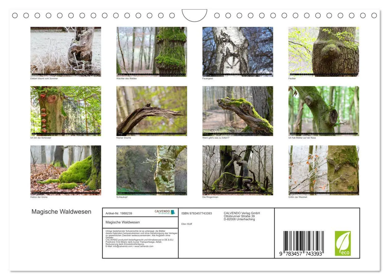 Bild: 9783457743393 | Magische Waldwesen (Wandkalender 2026 DIN A4 quer), CALVENDO...