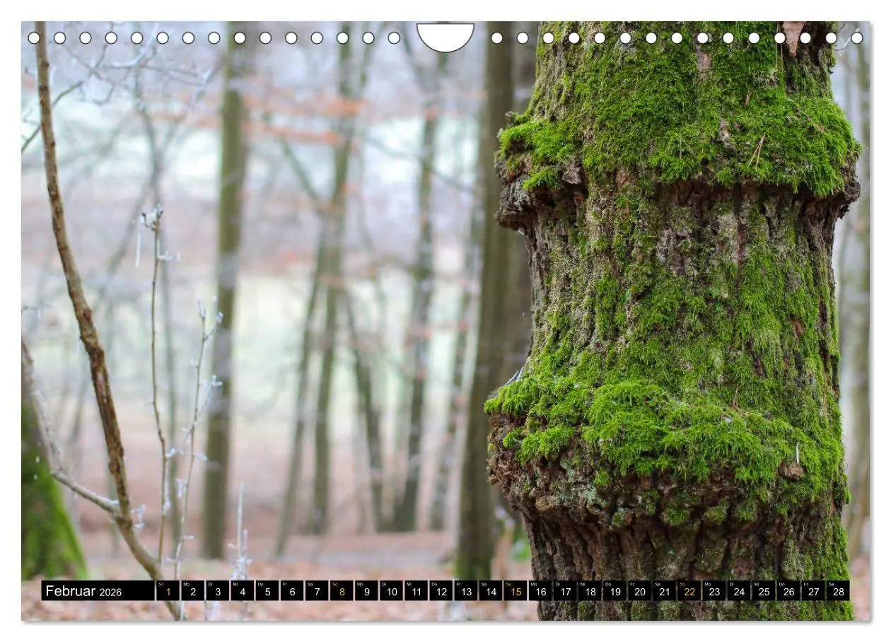 Bild: 9783457743393 | Magische Waldwesen (Wandkalender 2026 DIN A4 quer), CALVENDO...